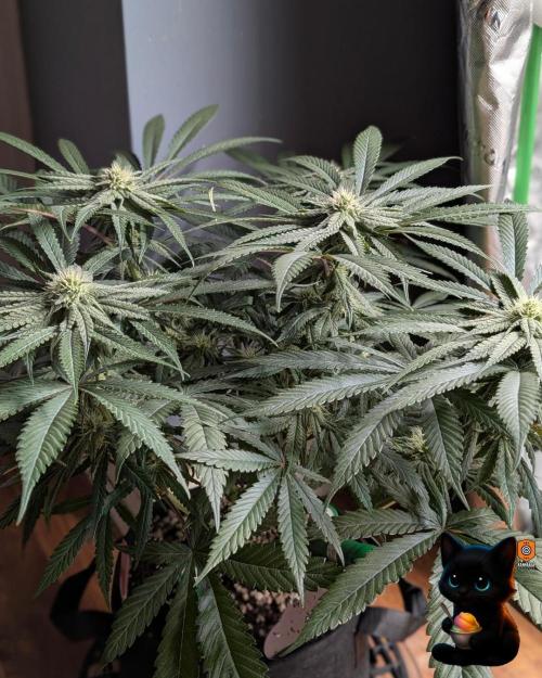 Sunset Sherb Go Fast. Week 8