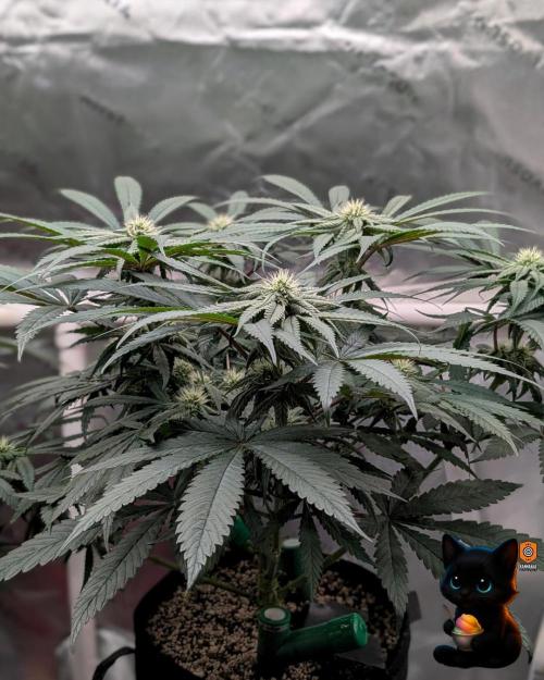 Sunset Sherb Go Fast. Week 8