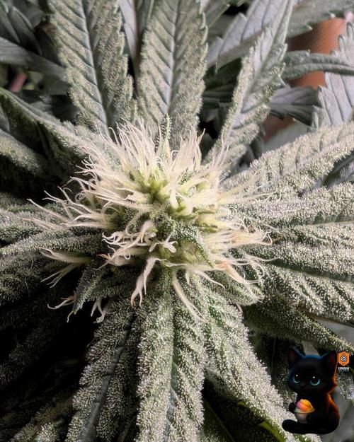 Sunset Sherb Go Fast. Week 8