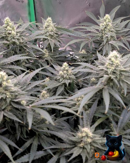 Twinning with Apples and Bananas. Week 13