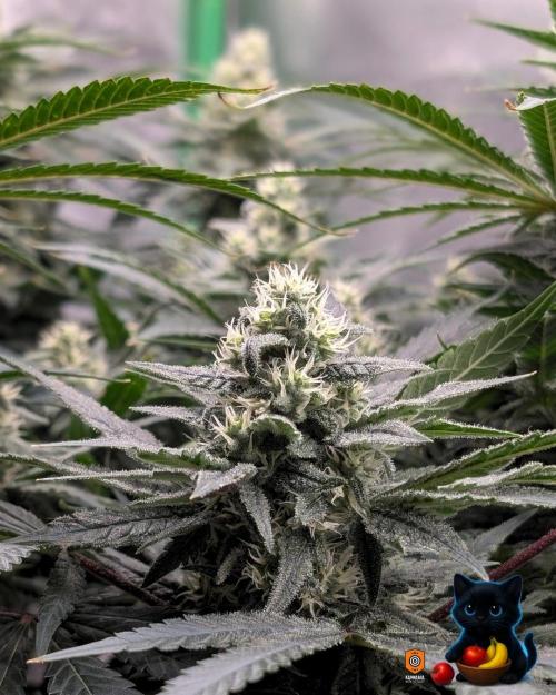 Twinning with Apples and Bananas. Week 13