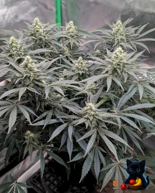 Twinning with Apples and Bananas. Week 13