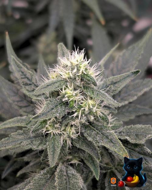 Twinning with Apples and Bananas. Week 13