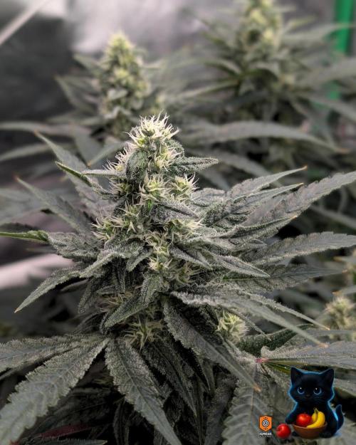 Twinning with Apples and Bananas. Week 13