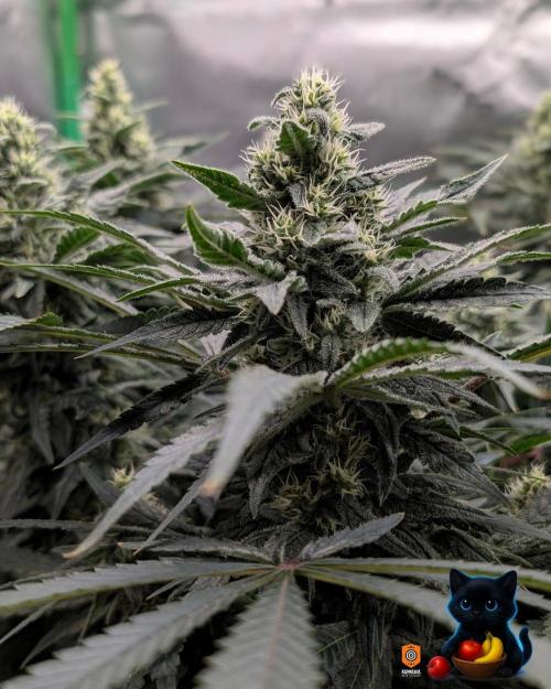 Twinning with Apples and Bananas. Week 13