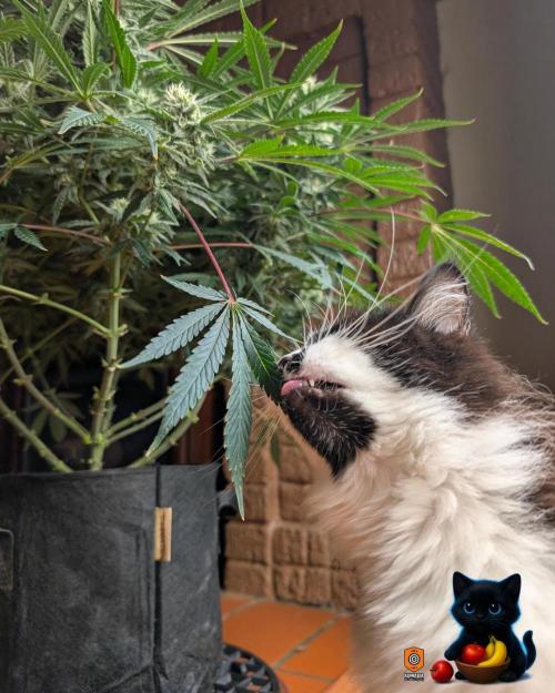 Twinning with Apples and Bananas. Week 13