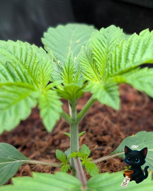 FEM 9 Photo Tester - Catlife420. Week 3 - 11-10
Day 17