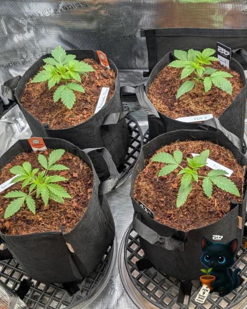 FEM 9 Photo Tester - Catlife420. Week 3 - 11-10
Day 17