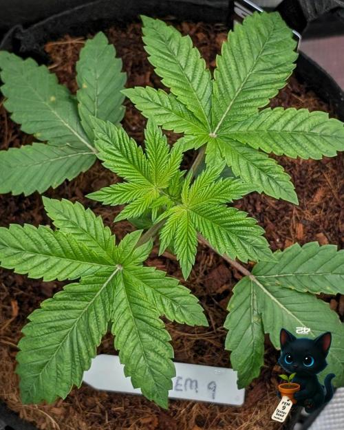 FEM 9 Photo Tester - Catlife420. Week 3 - 11-13
Day 20