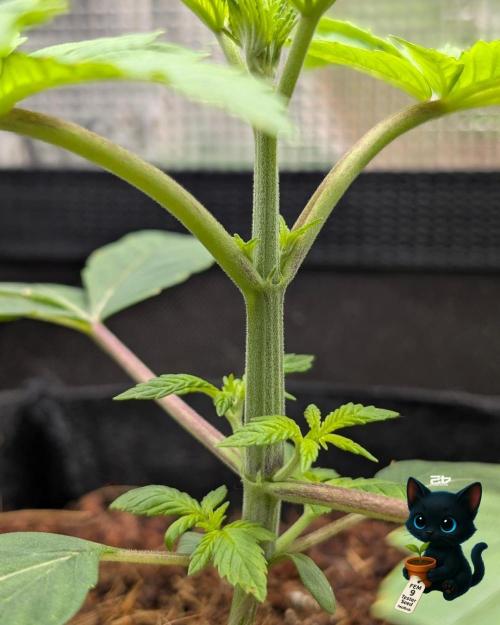 FEM 9 Photo Tester - Catlife420. Week 3 - 11-13
Day 20