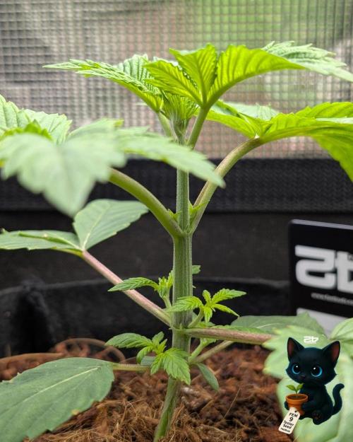 FEM 9 Photo Tester - Catlife420. Week 3 - 11-13
Day 20