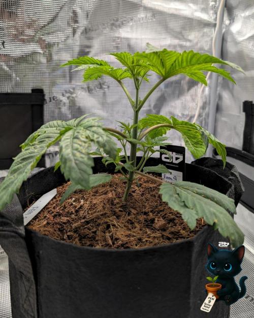 FEM 9 Photo Tester - Catlife420. Week 4 - 11-16
Day 23