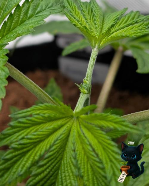 FEM 9 Photo Tester - Catlife420. Week 4 - 11-16
Day 23