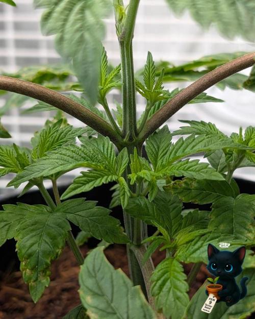 FEM 9 Photo Tester - Catlife420. Week 4 - 11-18
Day 25