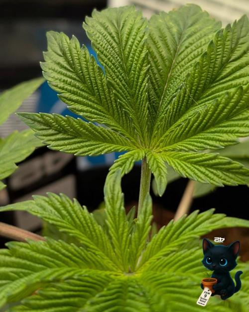 FEM 9 Photo Tester - Catlife420. Week 4 - 11-18
Day 25