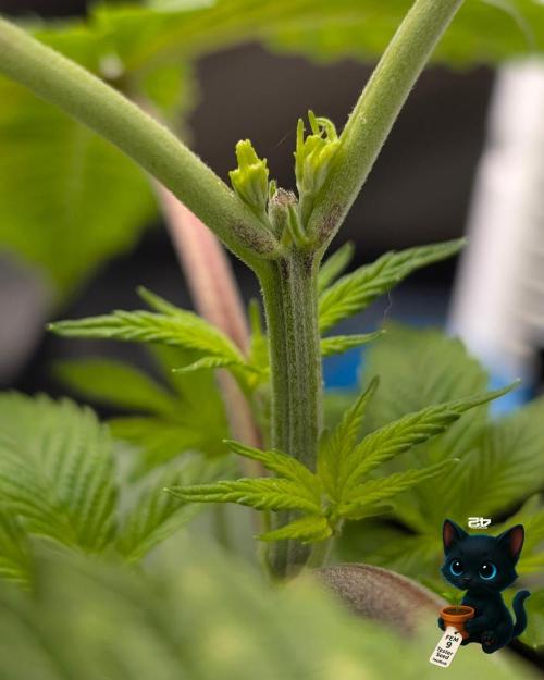 FEM 9 Photo Tester - Catlife420. Week 4 - 11-18
Day 25