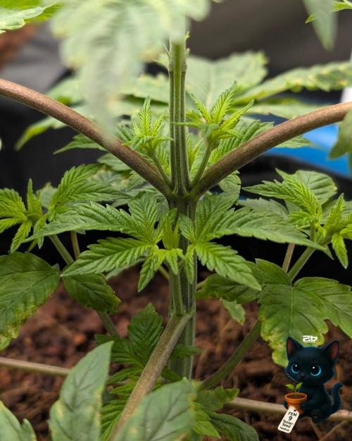 FEM 9 Photo Tester - Catlife420. Week 4 - 11-18
Day 25