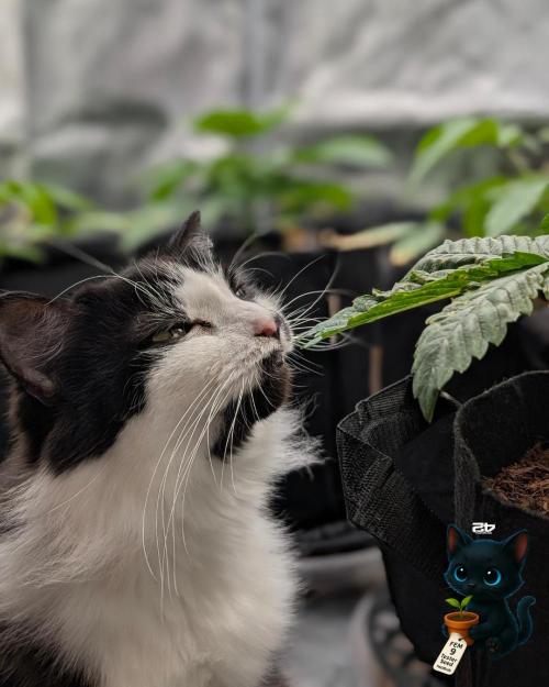 FEM 9 Photo Tester - Catlife420. Week 4 - 11-18
Day 25
Lana