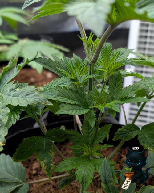 FEM 9 Photo Tester - Catlife420. Week 4 - 11-20
Day 27