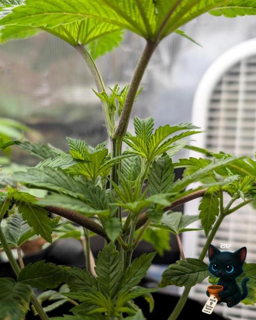 FEM 9 Photo Tester - Catlife420. Week 4 - 11-20
Day 27