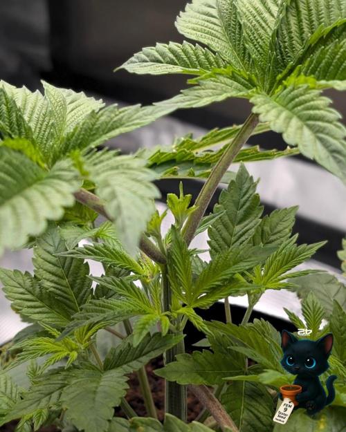 FEM 9 Photo Tester - Catlife420. Week 4 - 11-20
Day 27