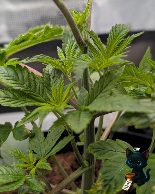 FEM 9 Photo Tester - Catlife420. Week 4 - 11-20
Day 27