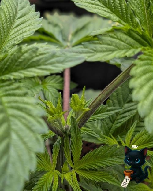 FEM 9 Photo Tester - Catlife420. Week 4 - 11-20
Day 27