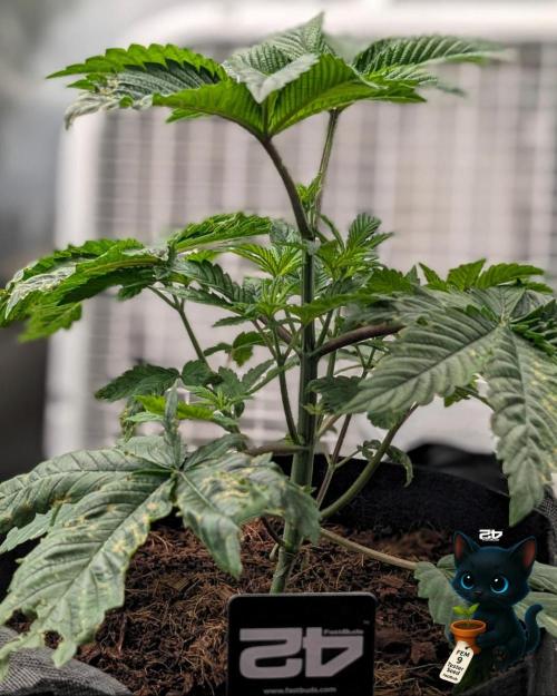 FEM 9 Photo Tester - Catlife420. Week 4 - 11-20
Day 27