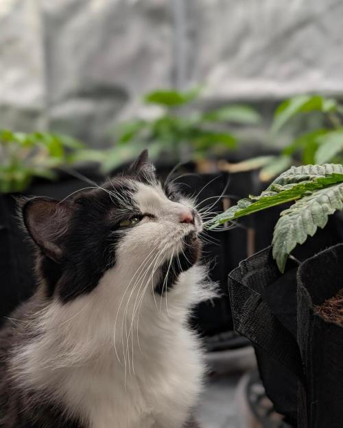 FEM 9 Photo Tester - Catlife420. Week 4 - 11-18
Day 25
Lana