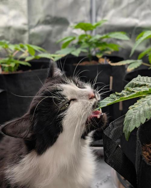 FEM 9 Photo Tester - Catlife420. Week 4 - 11-18
Day 25
Lana
