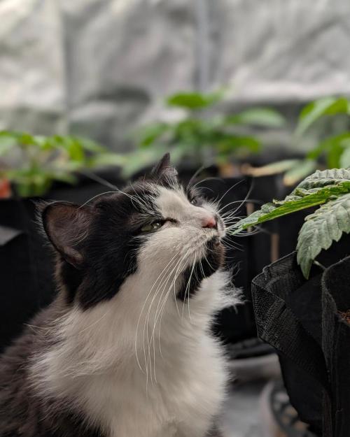 FEM 9 Photo Tester - Catlife420. Week 4 - 11-18
Day 25
Lana
