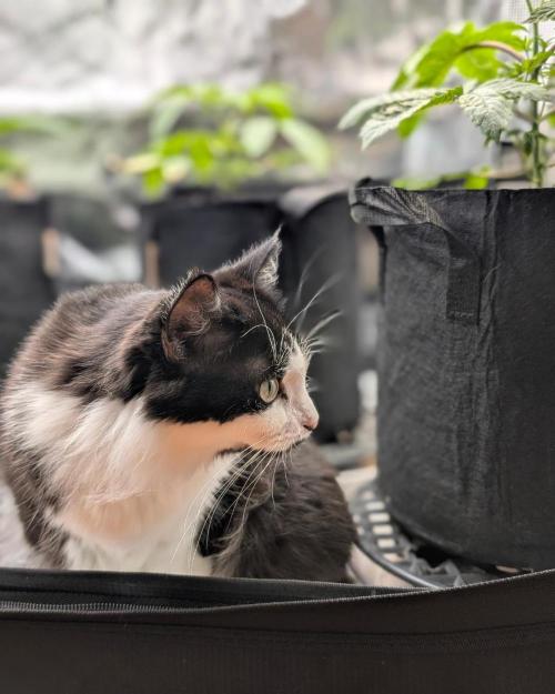 FEM 9 Photo Tester - Catlife420. Week 4 - 11-18
Day 25
Lana