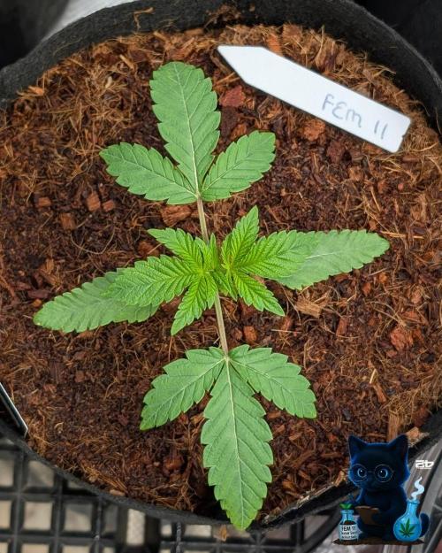 FEM 11 Photo Tester - Catlife420. Week 3 - 11-10
Day 17