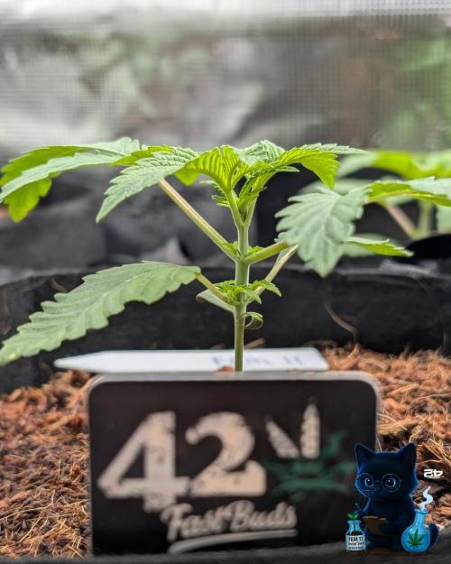 FEM 11 Photo Tester - Catlife420. Week 3 - 11-10
Day 17