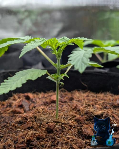 FEM 11 Photo Tester - Catlife420. Week 3 - 11-10
Day 17