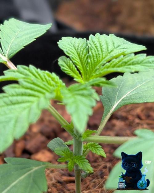 FEM 11 Photo Tester - Catlife420. Week 3 - 11-10
Day 17