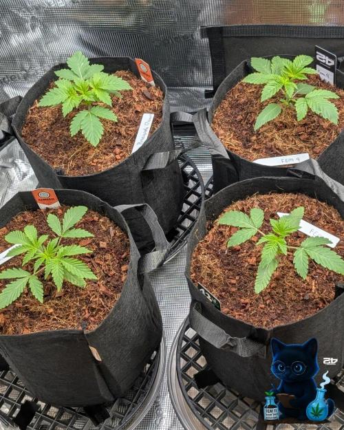 FEM 11 Photo Tester - Catlife420. Week 3 - 11-10
Day 17