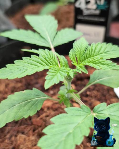 FEM 11 Photo Tester - Catlife420. Week 3 - 11-10
Day 17