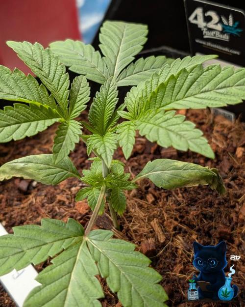 FEM 11 Photo Tester - Catlife420. Week 3 - 11-13
Day 20