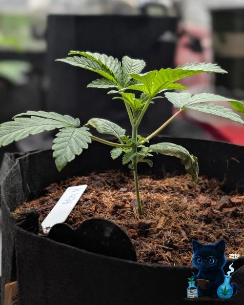 FEM 11 Photo Tester - Catlife420. Week 3 - 11-13
Day 20