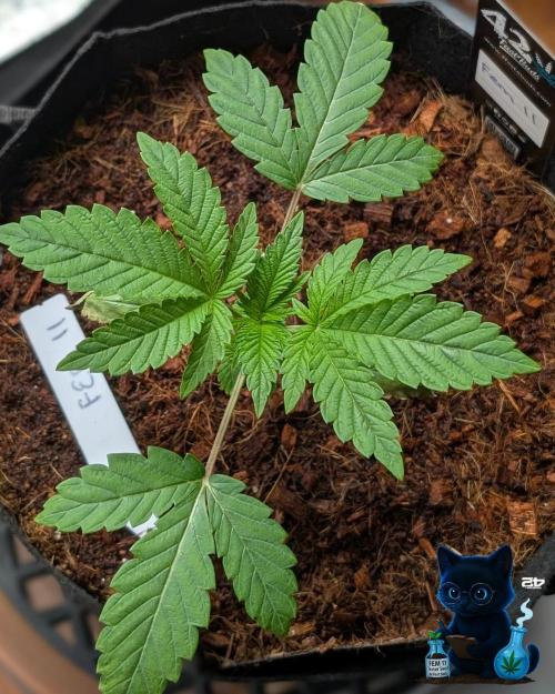 FEM 11 Photo Tester - Catlife420. Week 3 - 11-13
Day 20