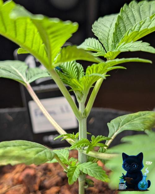 FEM 11 Photo Tester - Catlife420. Week 3 - 11-13
Day 20