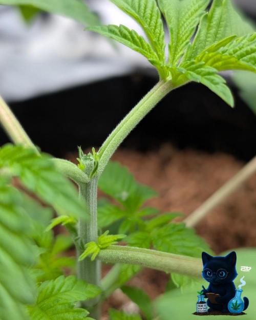 FEM 11 Photo Tester - Catlife420. Week 4 - 11-16
Day 23