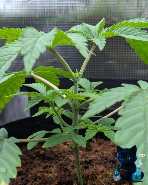 FEM 11 Photo Tester - Catlife420. Week 4 - 11-18
Day 25