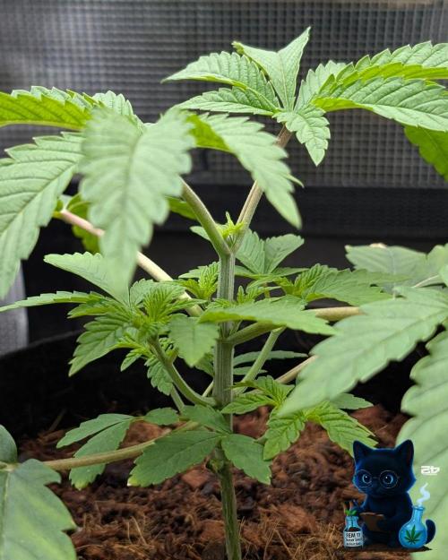 FEM 11 Photo Tester - Catlife420. Week 4 - 11-18
Day 25