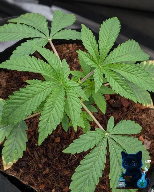 FEM 11 Photo Tester - Catlife420. Week 4 - 11-18
Day 25