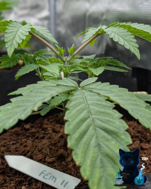 FEM 11 Photo Tester - Catlife420. Week 4 - 11-20
Day 27