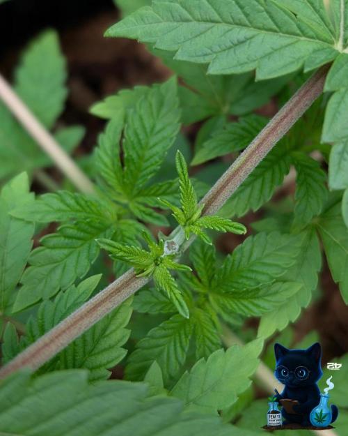 FEM 11 Photo Tester - Catlife420. Week 4 - 11-20
Day 27