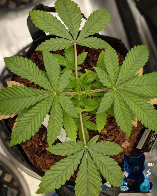 FEM 11 Photo Tester - Catlife420. Week 4 - 11-20
Day 27