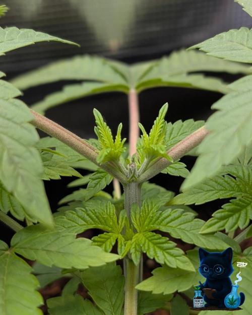 FEM 11 Photo Tester - Catlife420. Week 4 - 11-20
Day 27